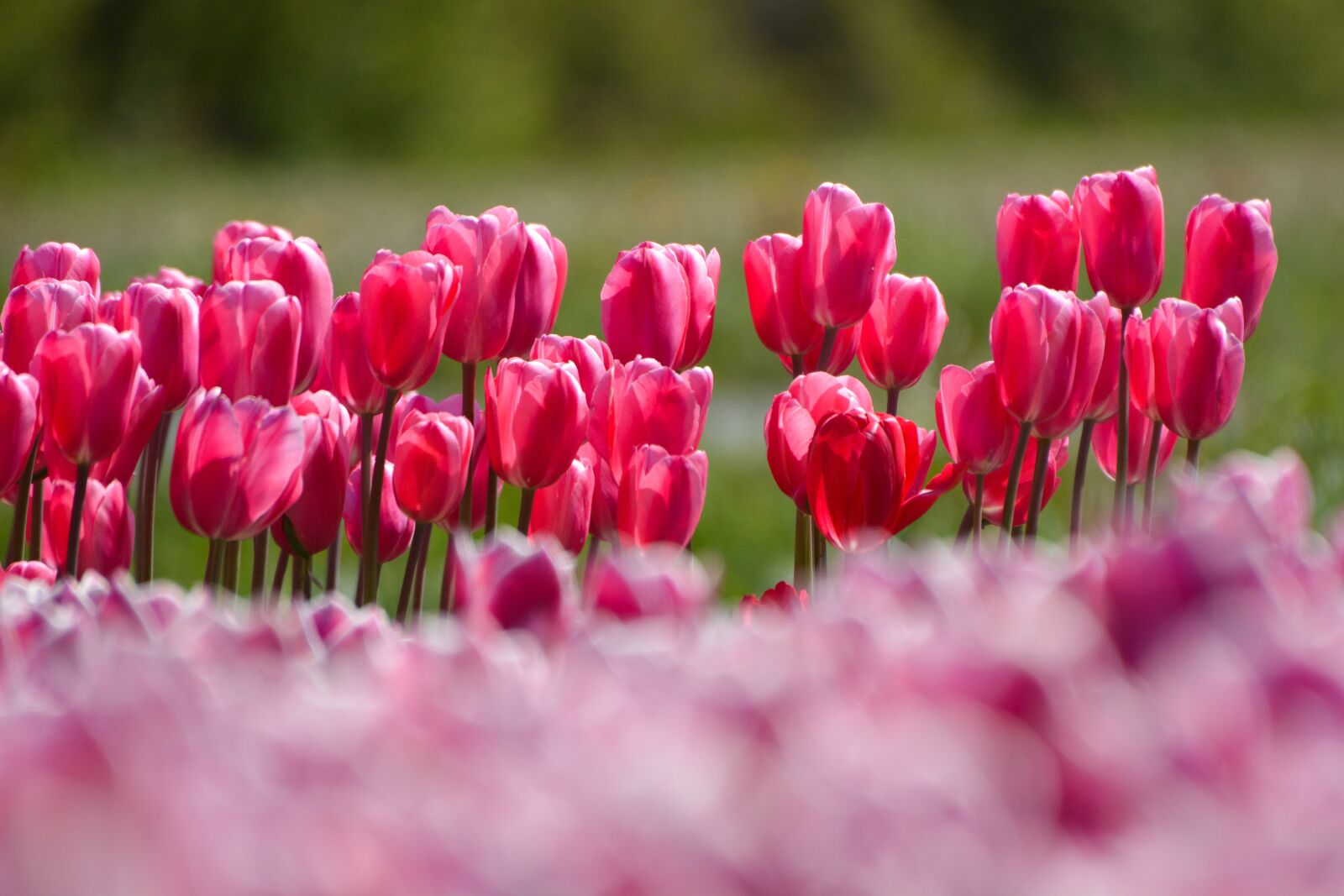 Nikon D7100 sample photo. Tulips, flower, holland photography