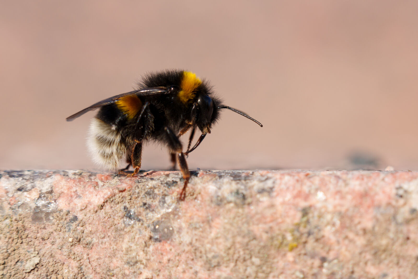 Sigma 28-105mm F2.8 DG DN | Art sample photo. Bumblebee resting photography