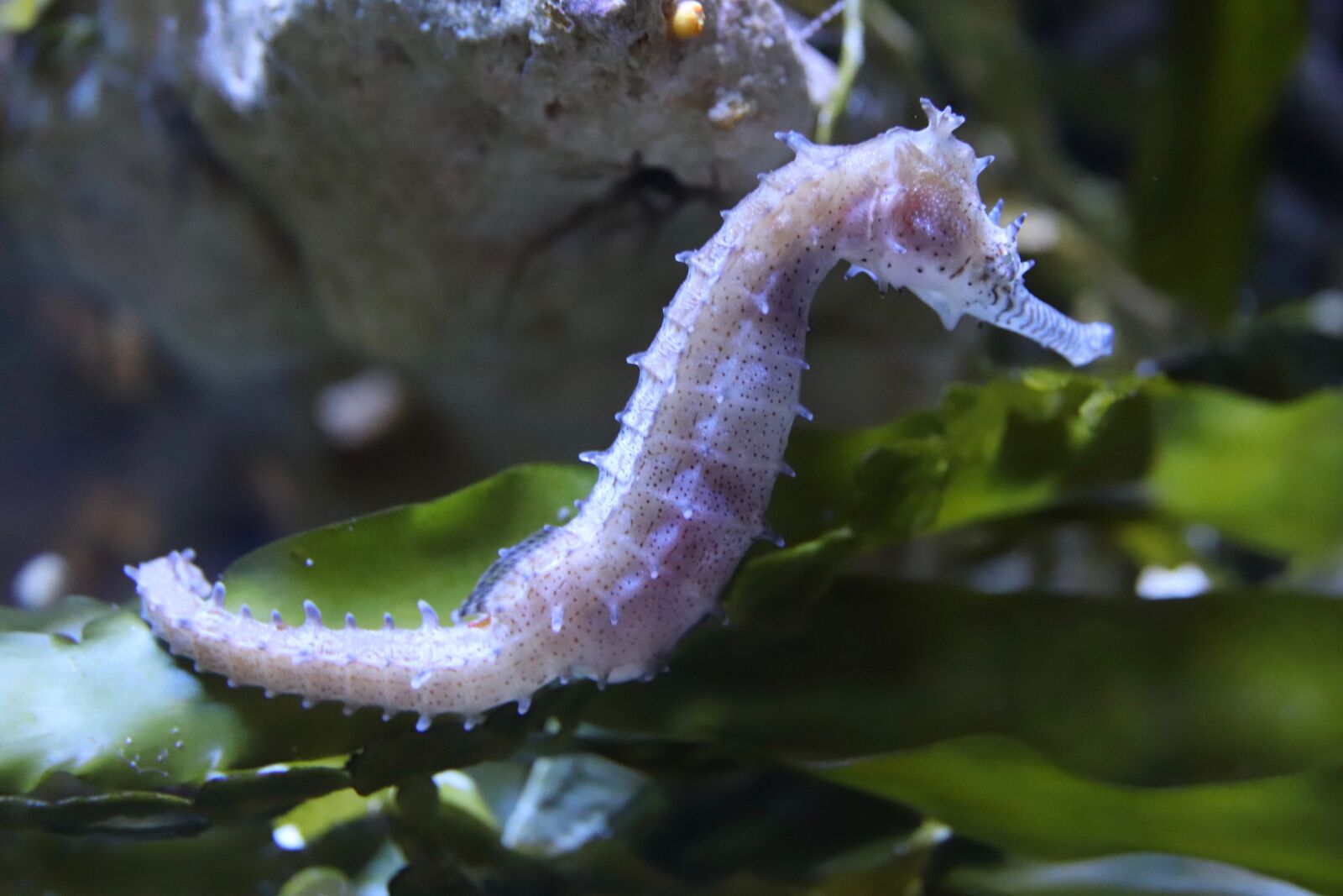 Canon EOS 800D (EOS Rebel T7i / EOS Kiss X9i) sample photo. Seahorse, aquarium, the aquazoo photography