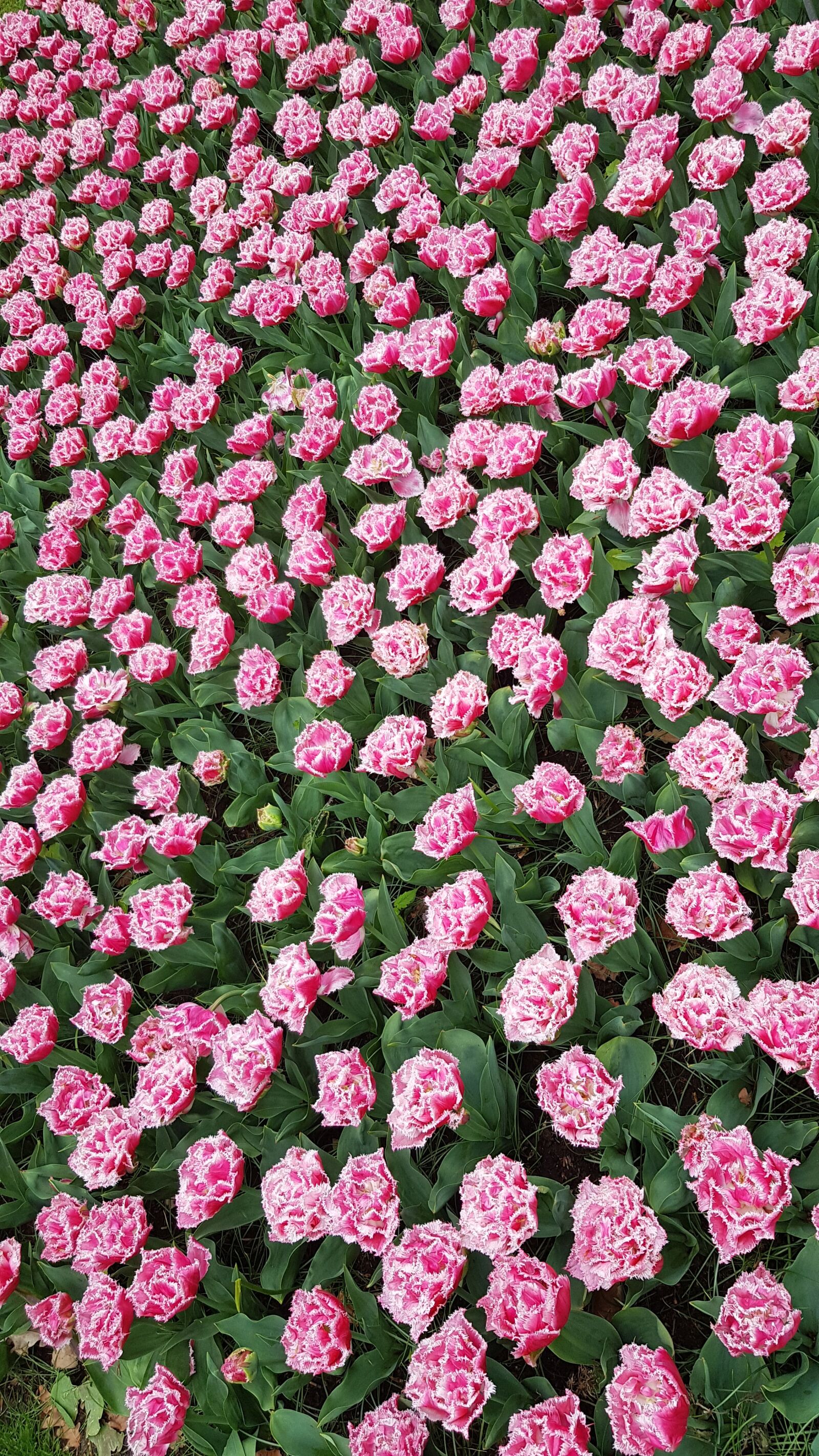 Samsung Galaxy S8 sample photo. Flowers, flower, tulip photography