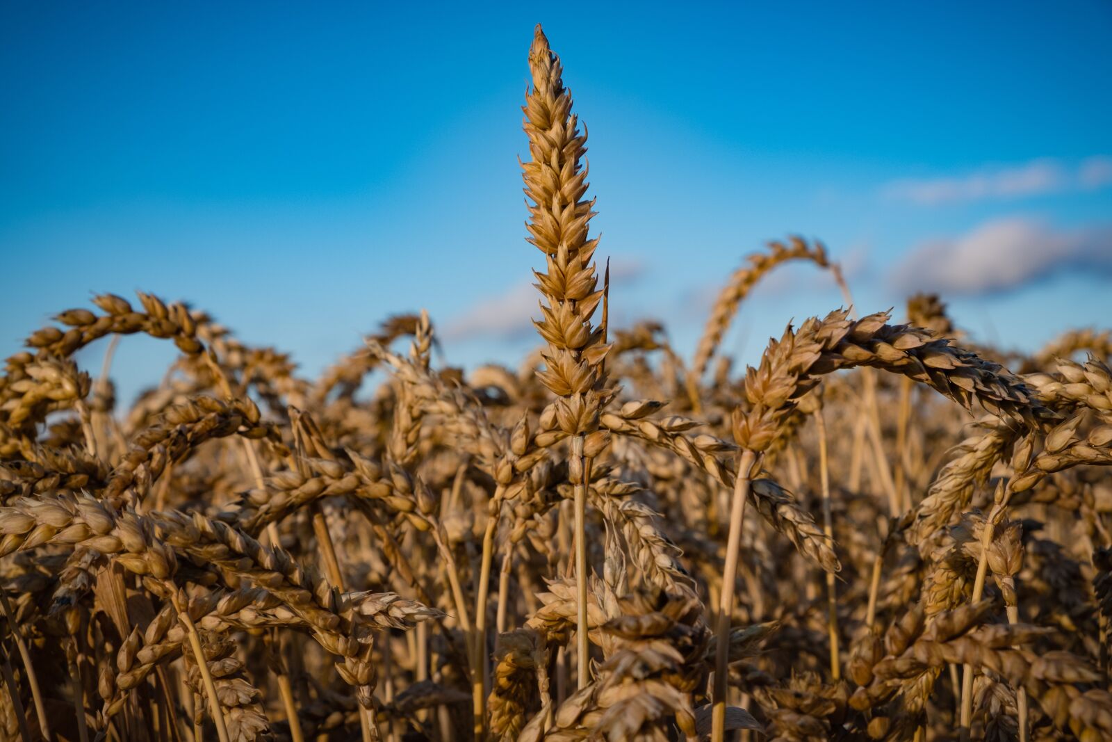 Fujifilm XF 18-55mm F2.8-4 R LM OIS sample photo. Wheat, grain, cereals photography