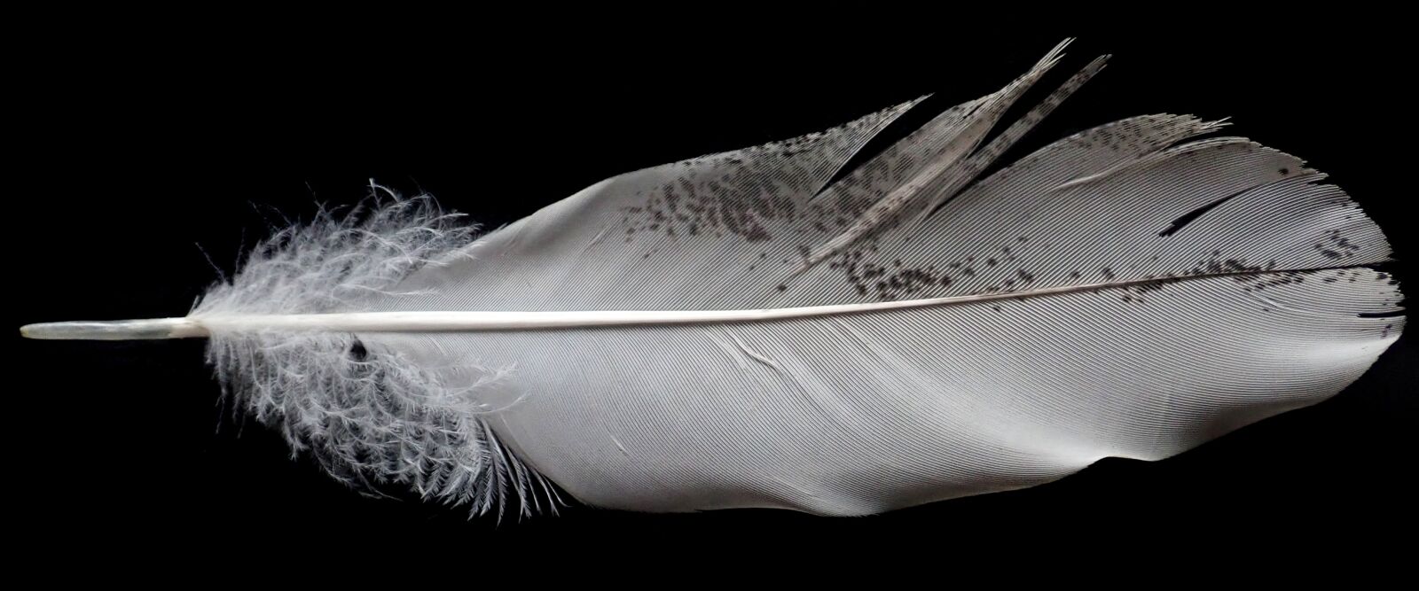 Olympus TG-5 sample photo. Feather, white, bird photography