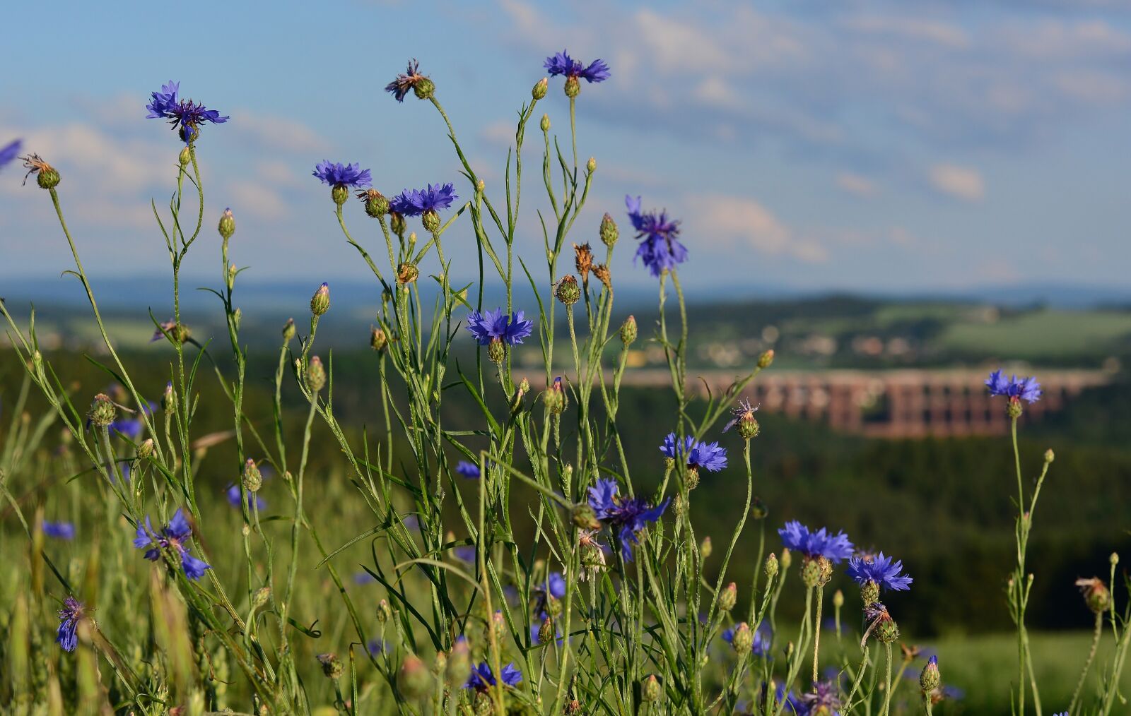 Nikon D5200 sample photo. Cornflower, field, nature photography