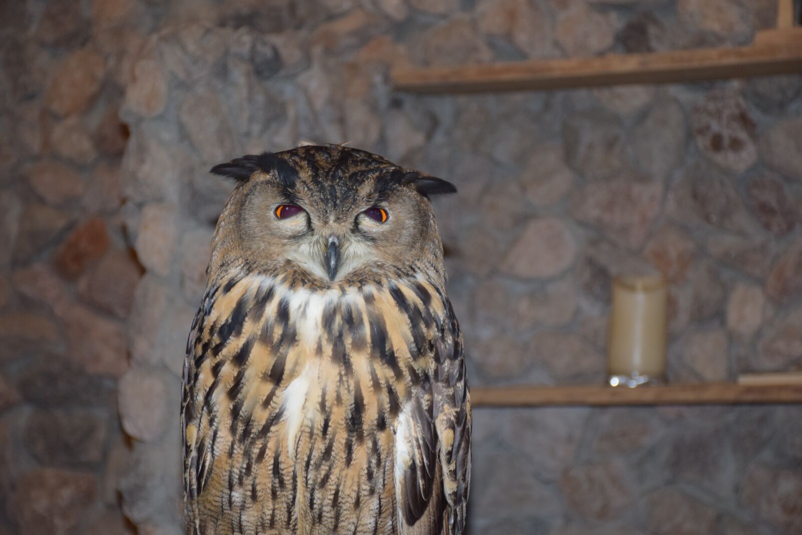 Nikon D5300 sample photo. Owl, vicious, bird photography