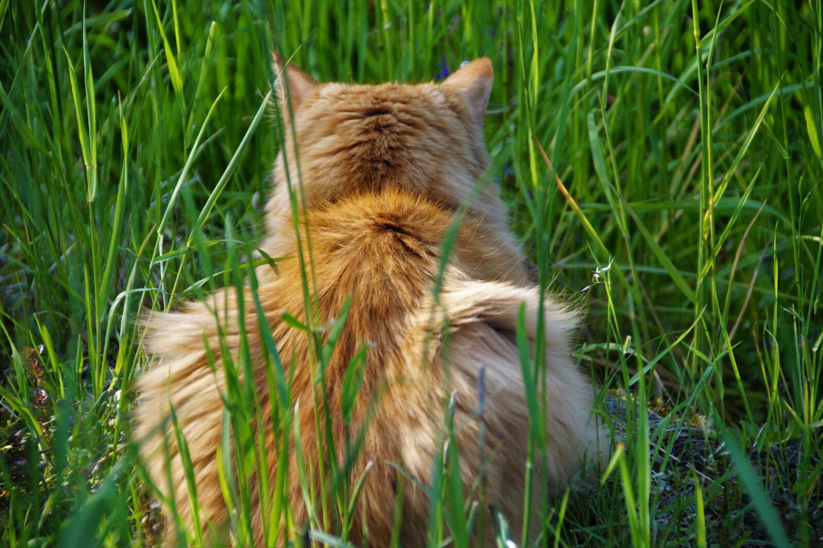 Sony SLT-A58 sample photo. Cat, redheaded, lurking photography