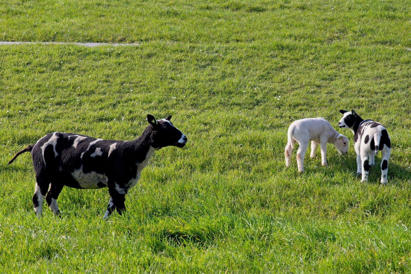 Canon EOS 6D Mark II sample photo. Sheep, white, black photography