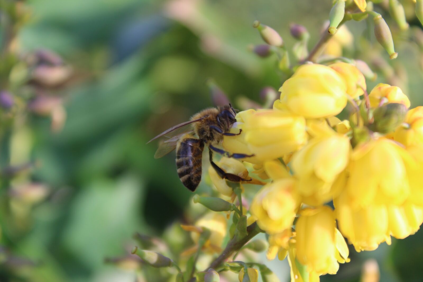 Canon EOS 1300D (EOS Rebel T6 / EOS Kiss X80) sample photo. Bee, yellow, flower photography