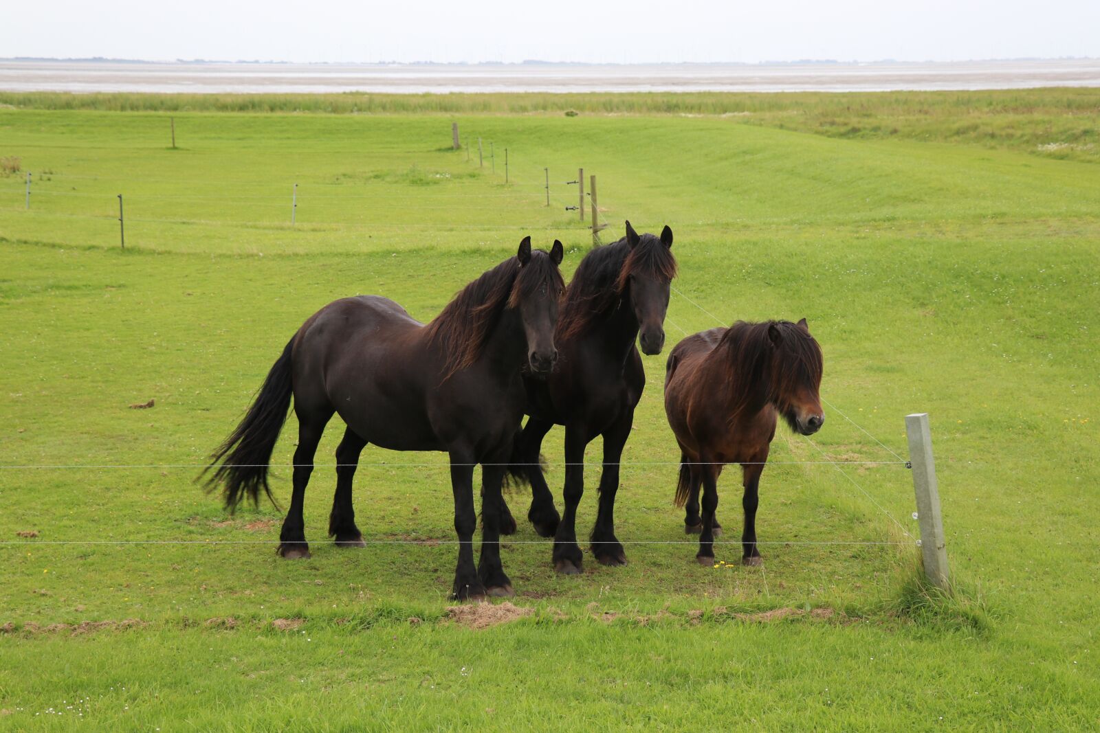 Canon EF-S 18-135mm F3.5-5.6 IS USM sample photo. Horses, centime, three photography