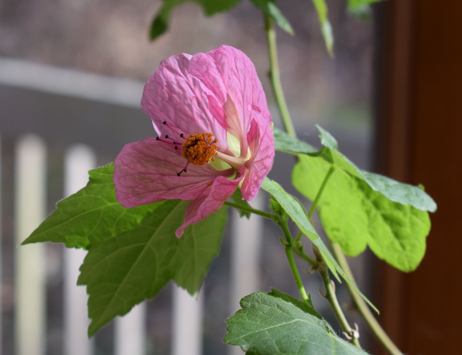 Nikon D3300 sample photo. Flowering maple, container plant photography