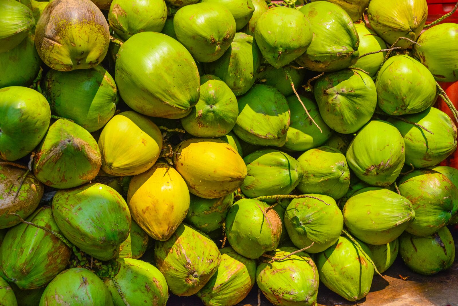 Nikon D800 sample photo. Coconut, green, fresh photography