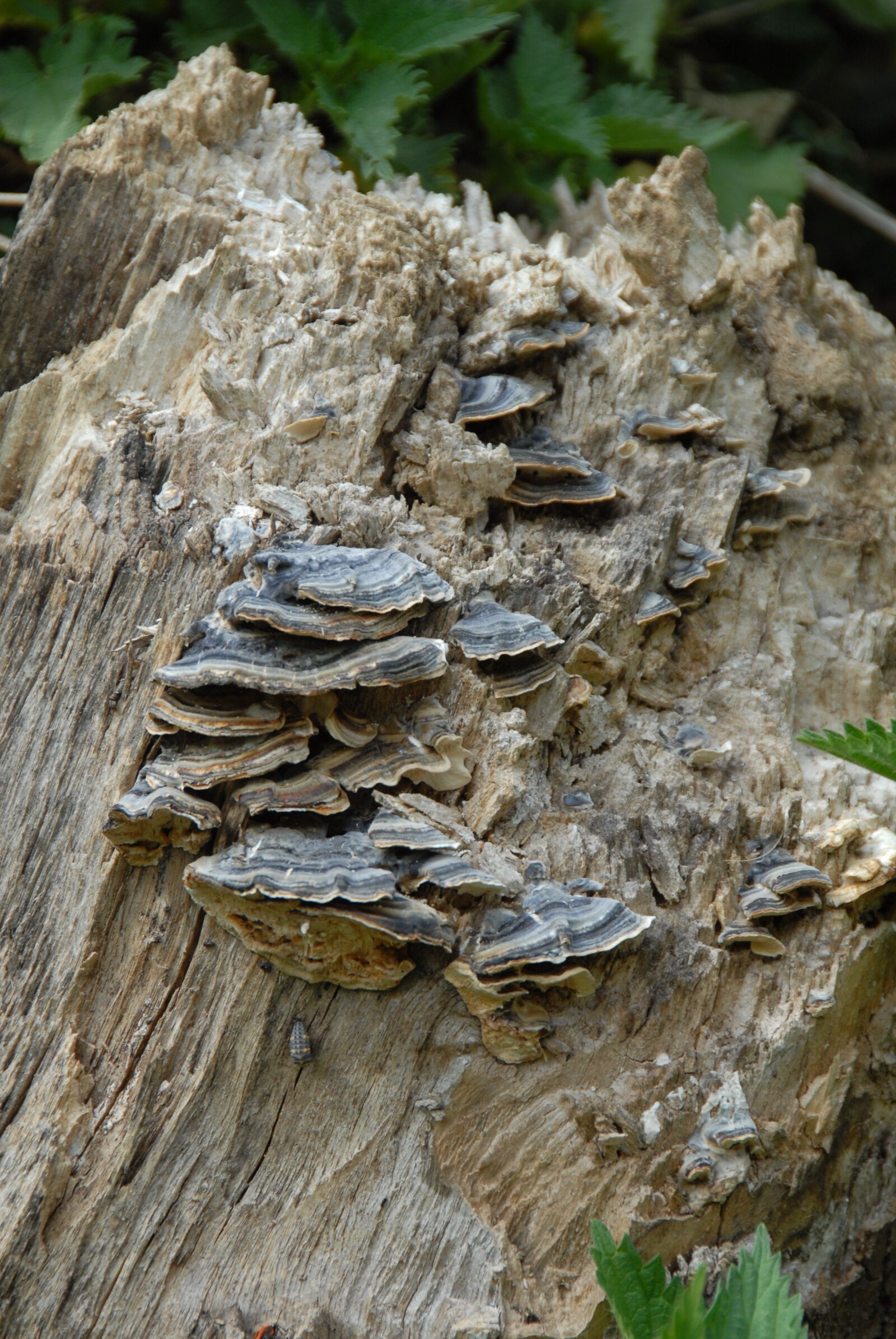 Nikon D200 sample photo. Tree stump, mushrooms, tree photography