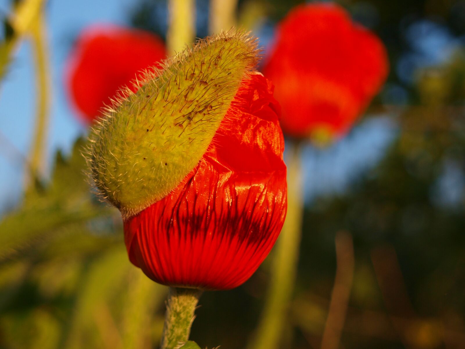 Olympus E-420 (EVOLT E-420) sample photo. Poppy, bud, nature photography