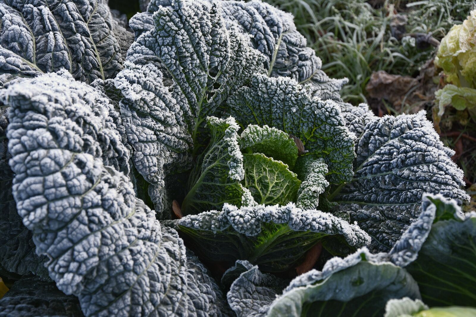 Nikon D7200 sample photo. Kohl, garden, vegetables photography
