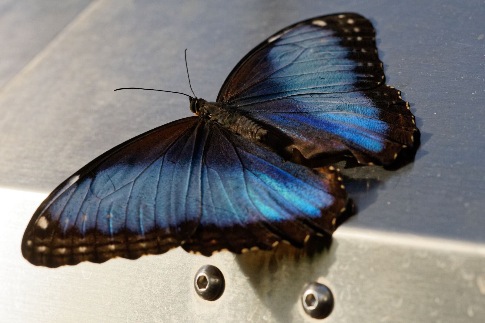 Sony ILCA-77M2 + 105mm F2.8 sample photo. Butterfly, insect, nature photography