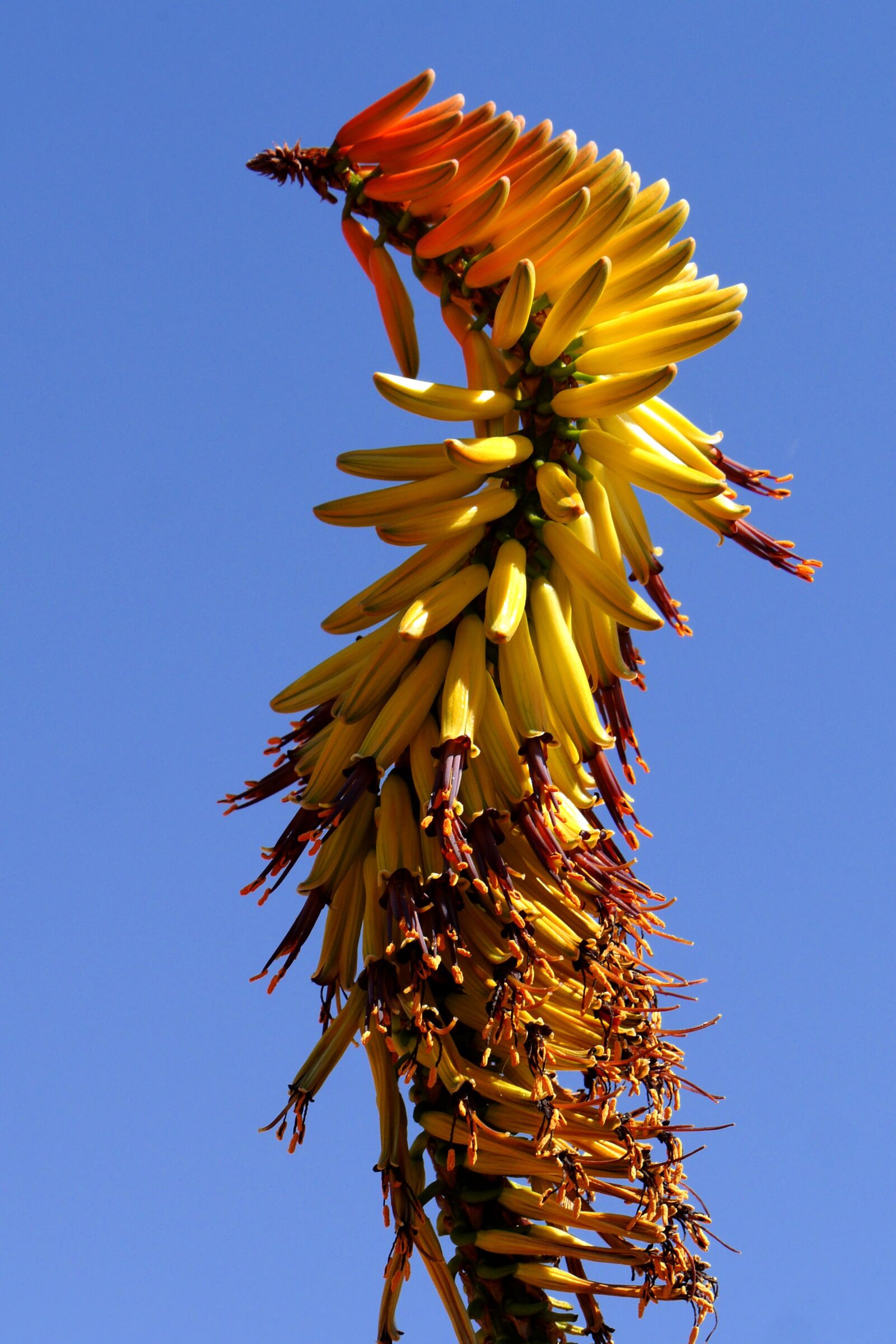 Panasonic Lumix DMC-GH3 sample photo. Bluehtenstand, aloe, botswana photography