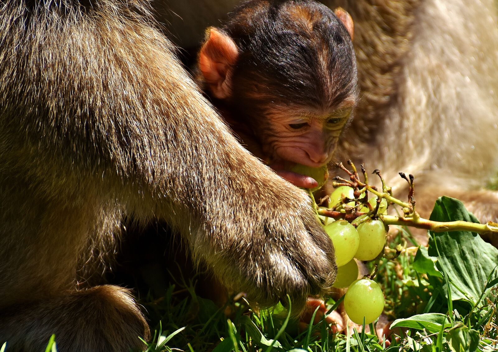 Nikon D7200 sample photo. Ape, baby monkey, barbary photography