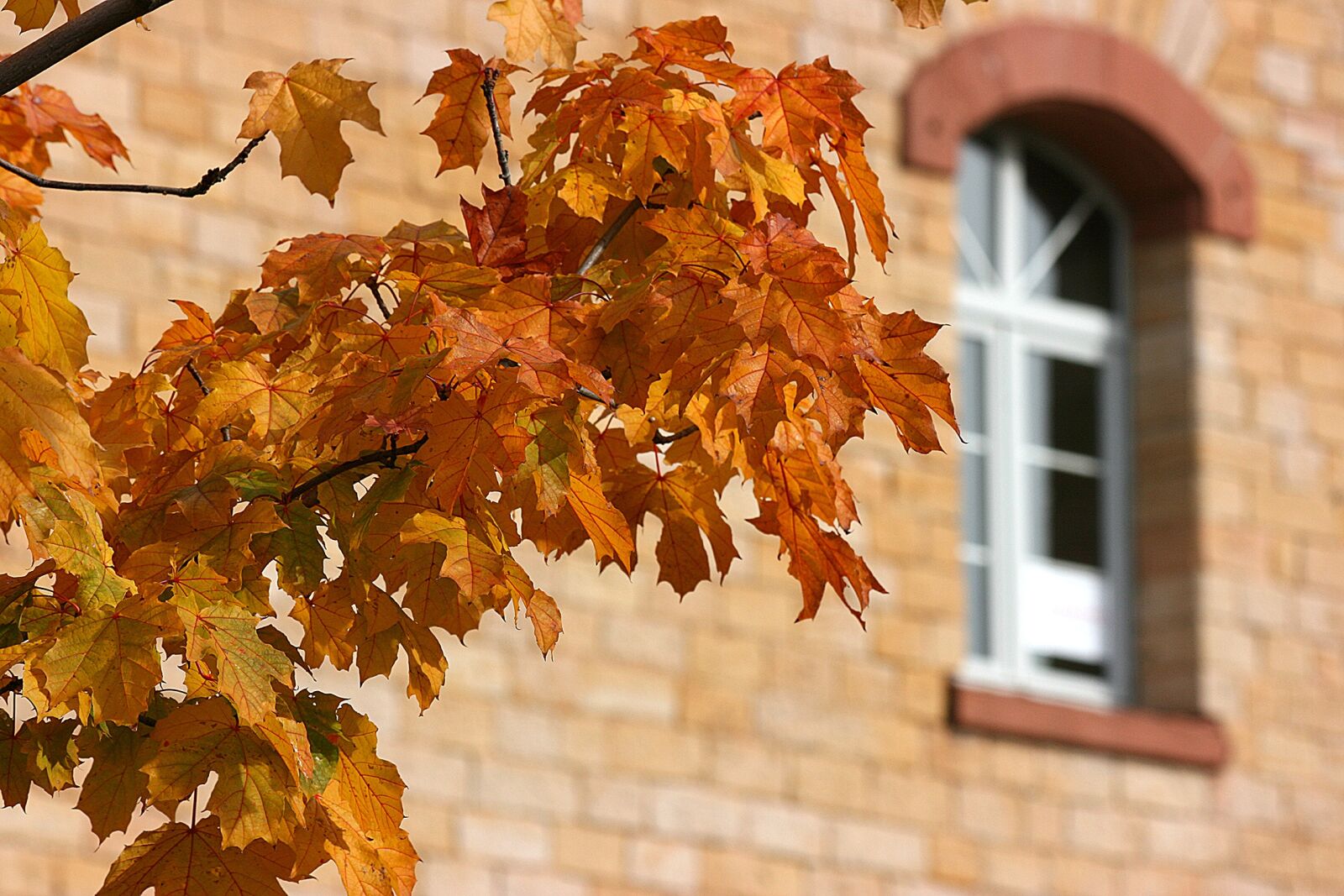 Canon EOS 400D (EOS Digital Rebel XTi / EOS Kiss Digital X) sample photo. Autumn, leaves, fall foliage photography