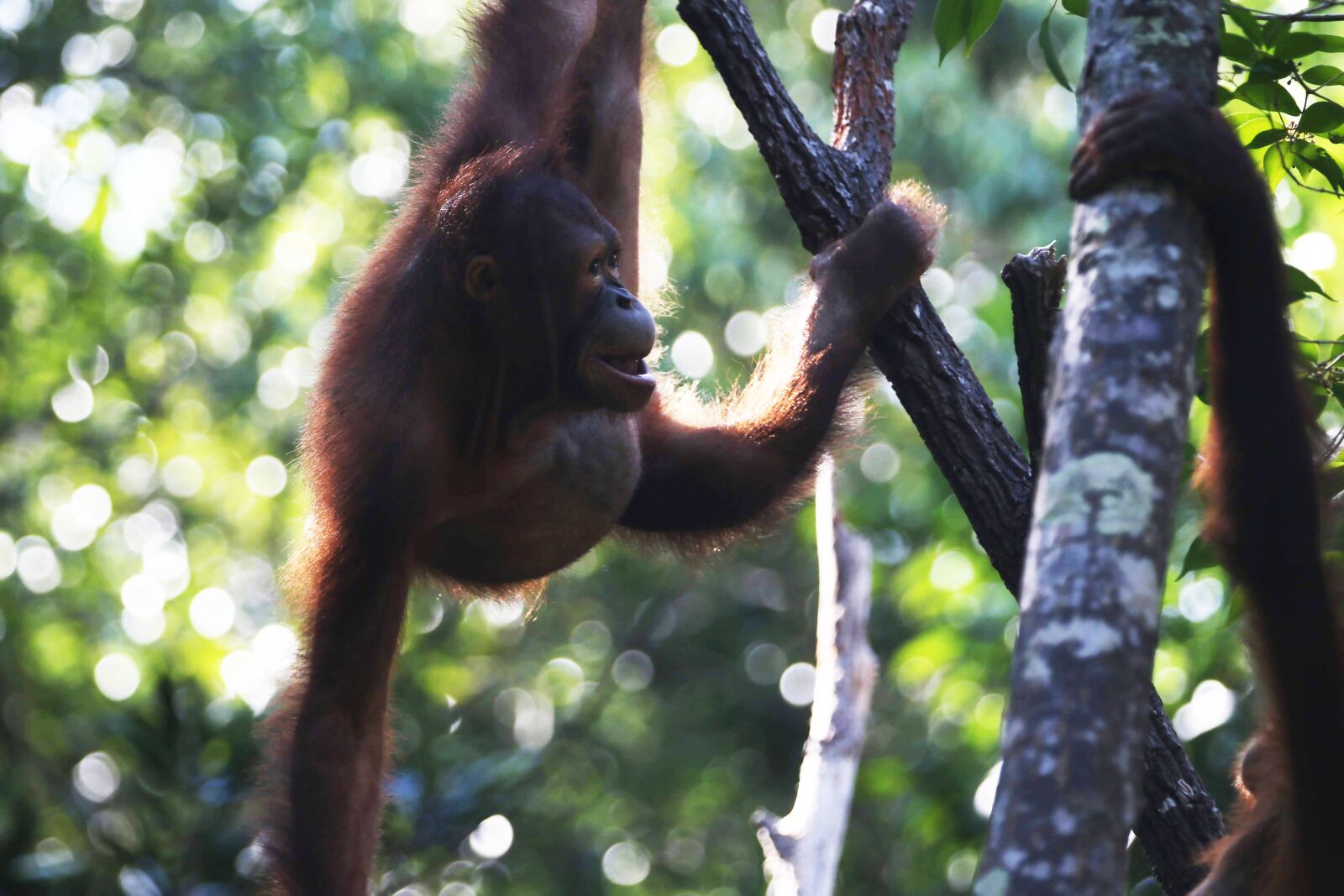 Canon EOS-1D X sample photo. Orangutan, wild, wildlife photography