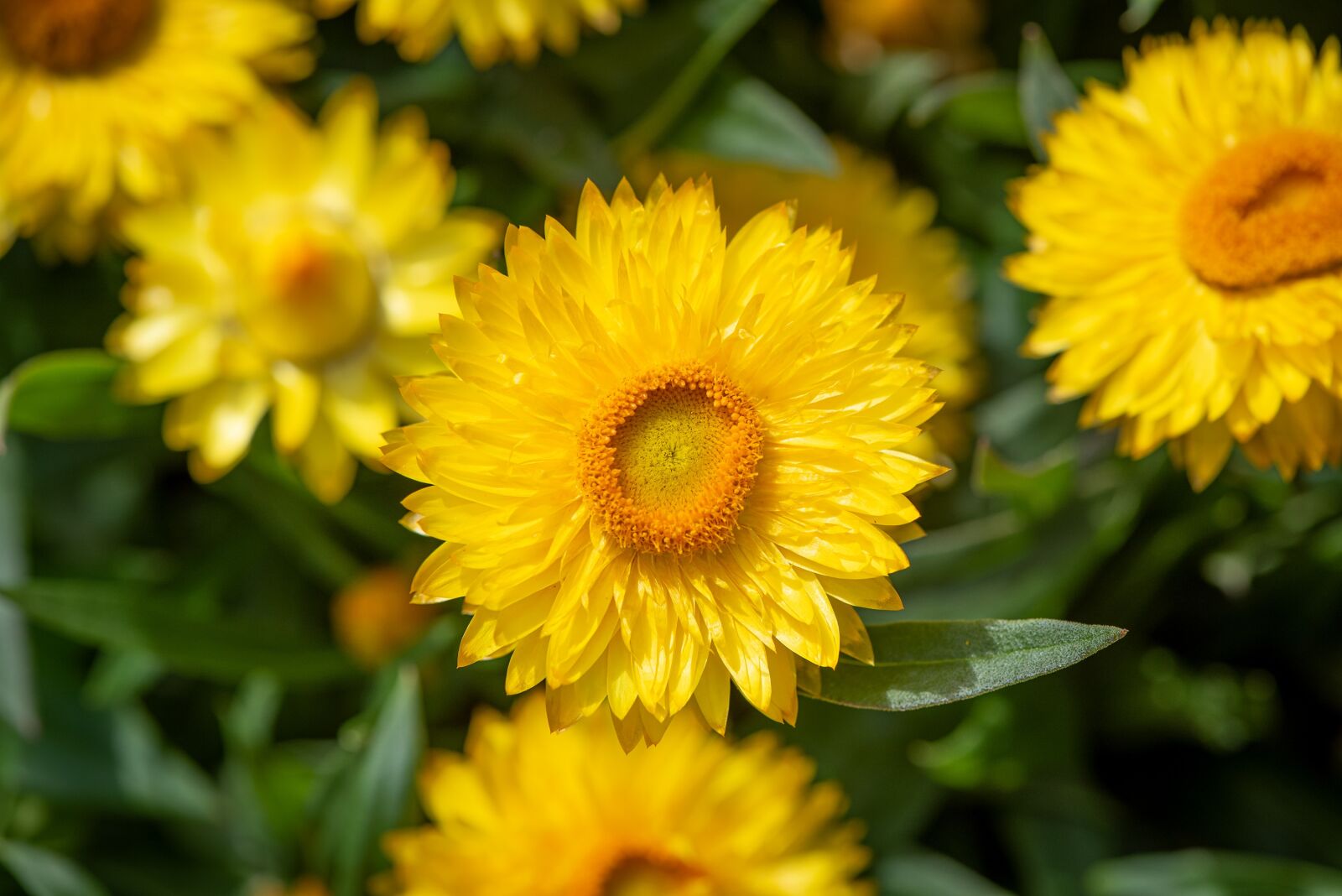 Nikon D750 sample photo. Straw flowers, flowers, yellow photography
