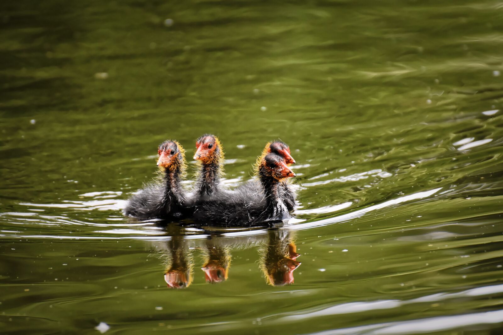Nikon D7200 sample photo. Coots, chicks, waters photography