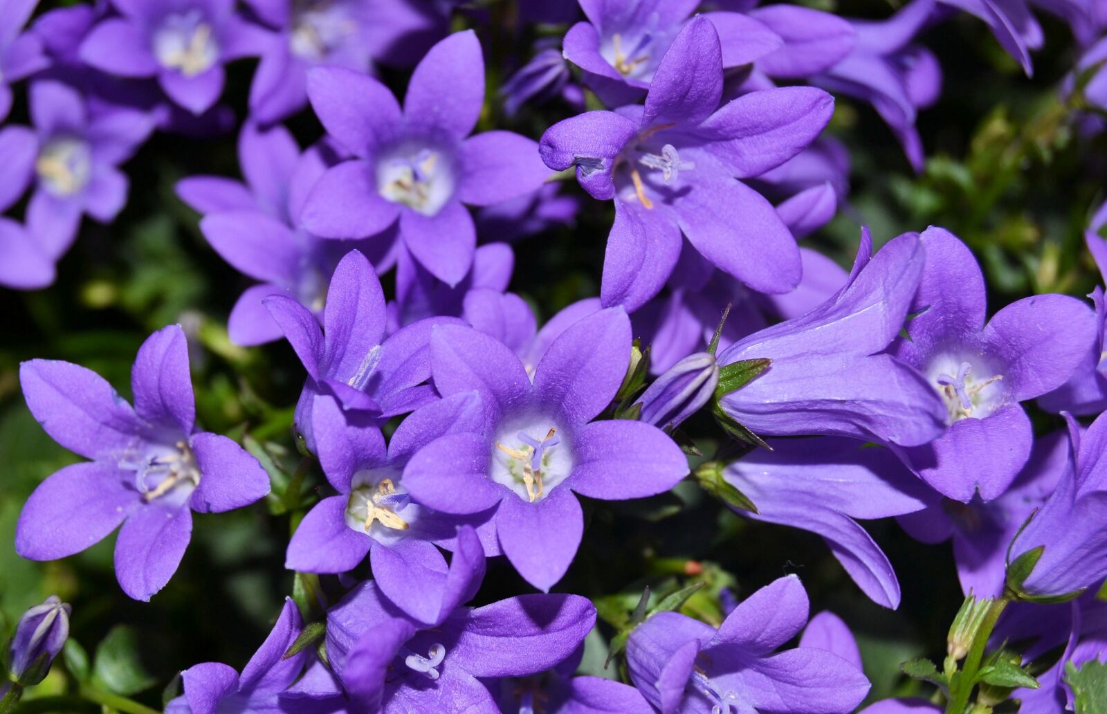 Nikon D3100 sample photo. Flower, blossom, bloom photography