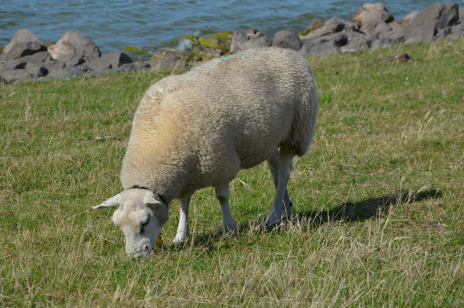 Nikon D5100 sample photo. Stavoren, dyke, sheep photography