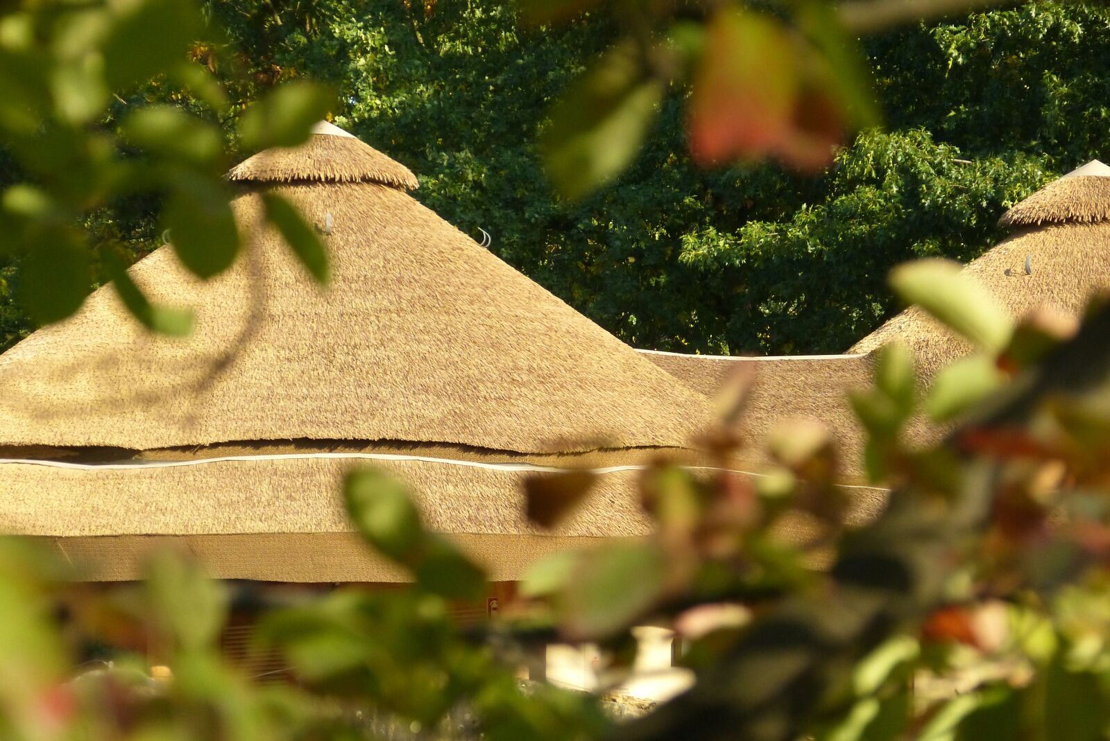 Panasonic Lumix DMC-FZ150 sample photo. Thatched roof, zoo, krefeld photography