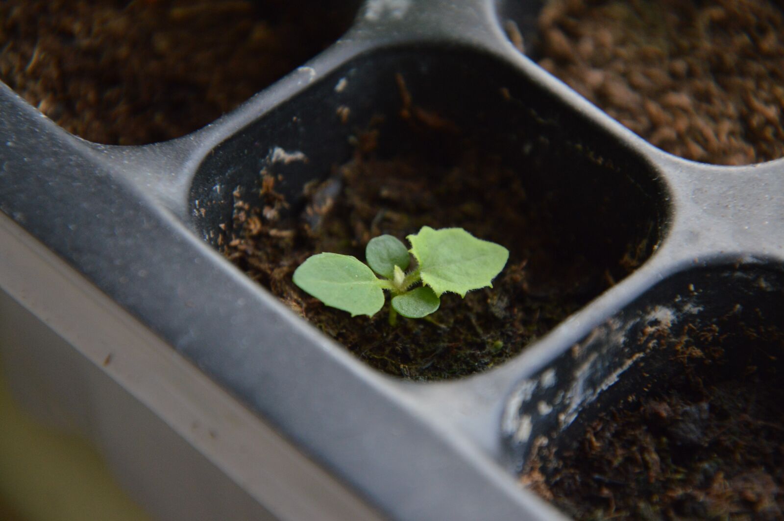 Nikon D3200 sample photo. Seedling, sprout, plant photography