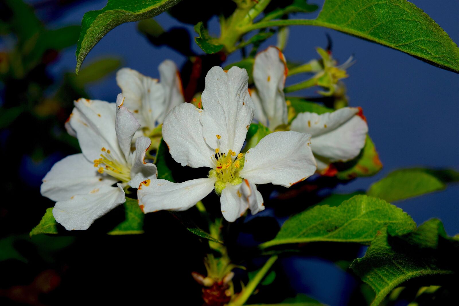 Nikon D3300 sample photo. Flower, white, color photography