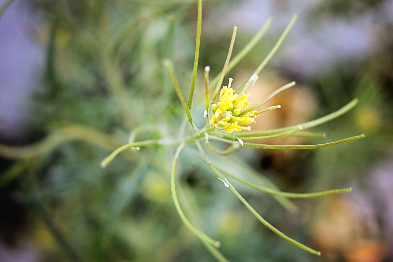 Canon EOS 760D (EOS Rebel T6s / EOS 8000D) sample photo. Flower, petal, plant, nature photography