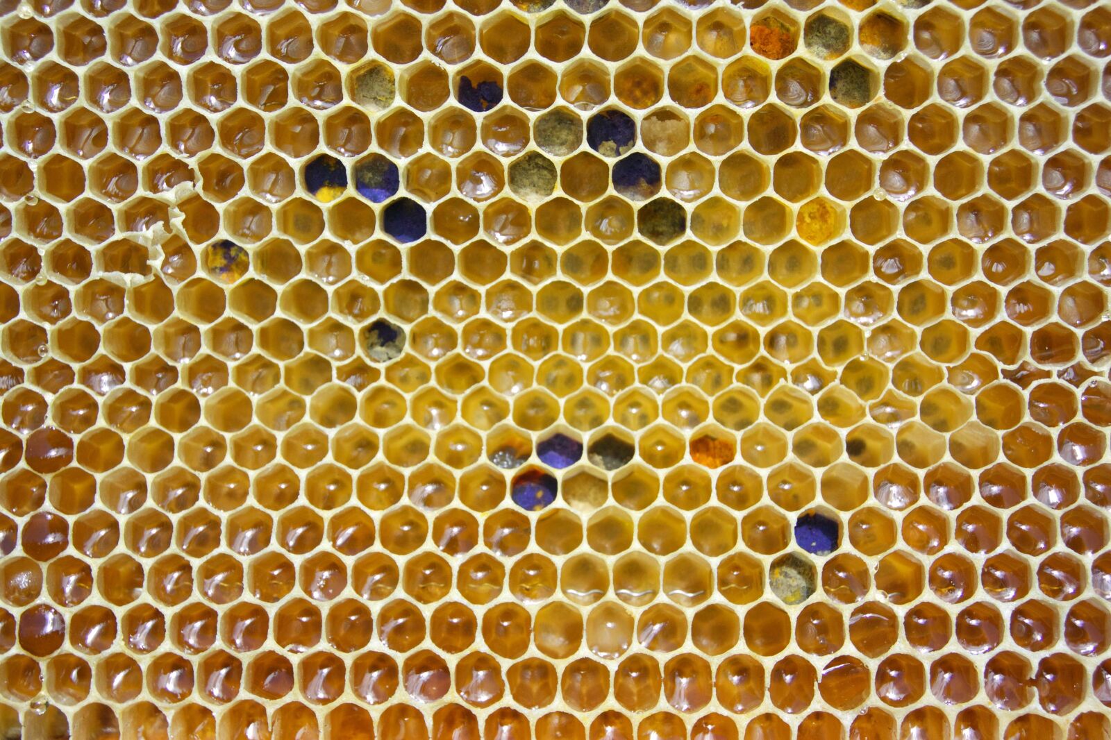 Nikon 1 AW1 sample photo. Honey, comb, pollen photography