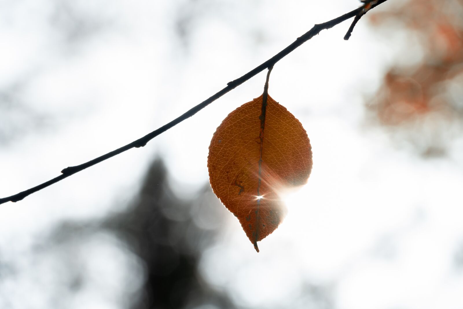 Sony a6400 sample photo. Autumn, leaves, nature photography