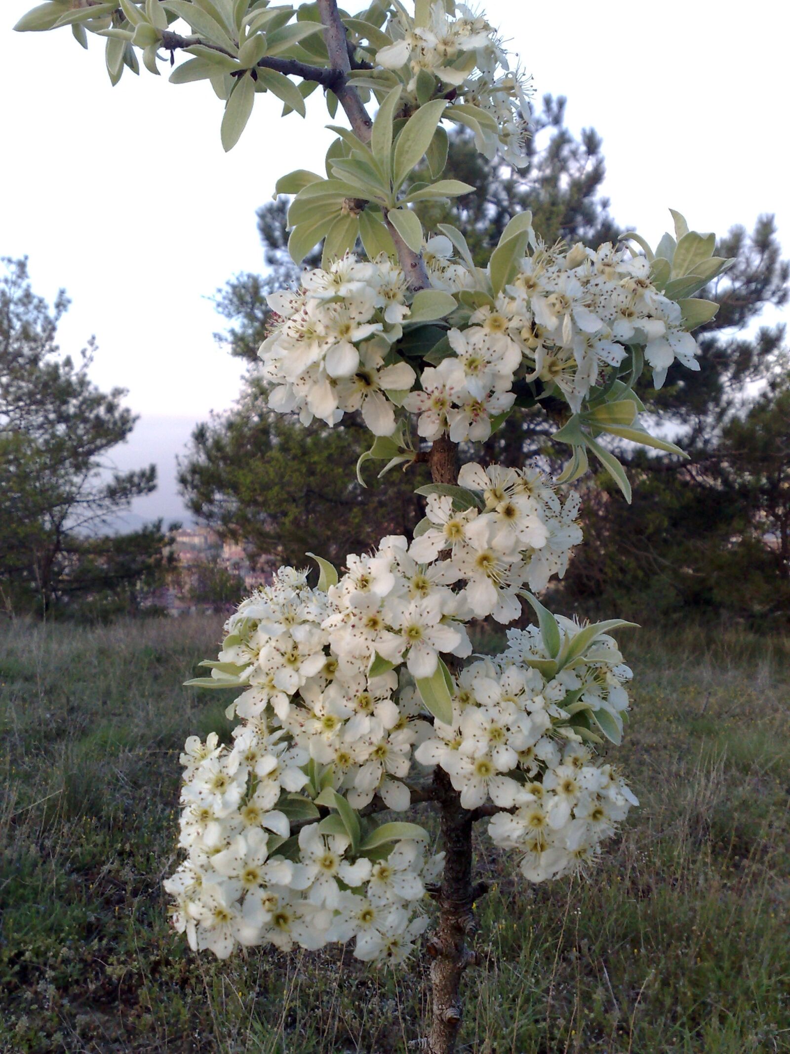 Nokia N95 8GB sample photo. Ahlat, wild pear, flower photography