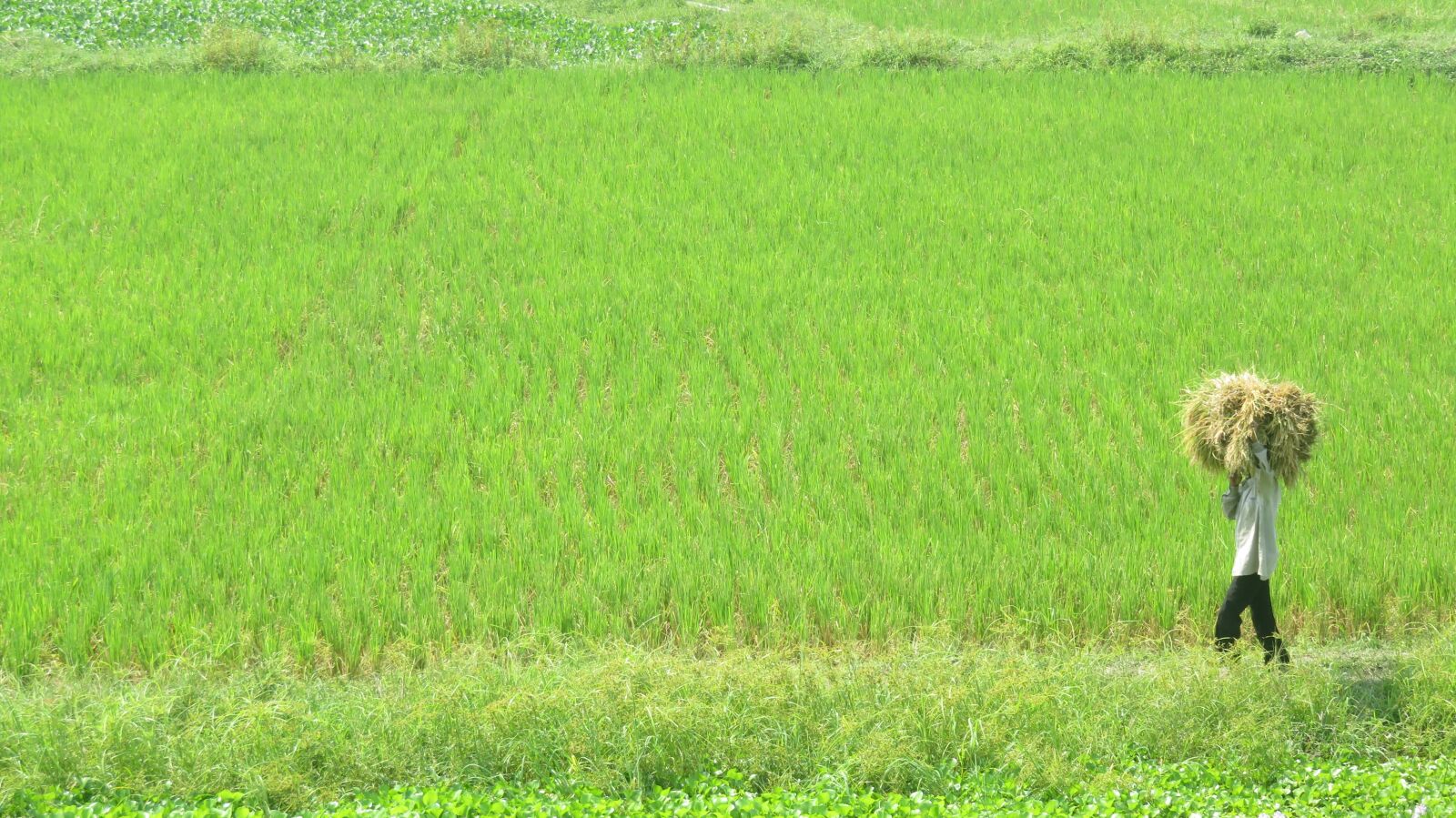 Canon PowerShot SX710 HS sample photo. Field, green field, nature photography