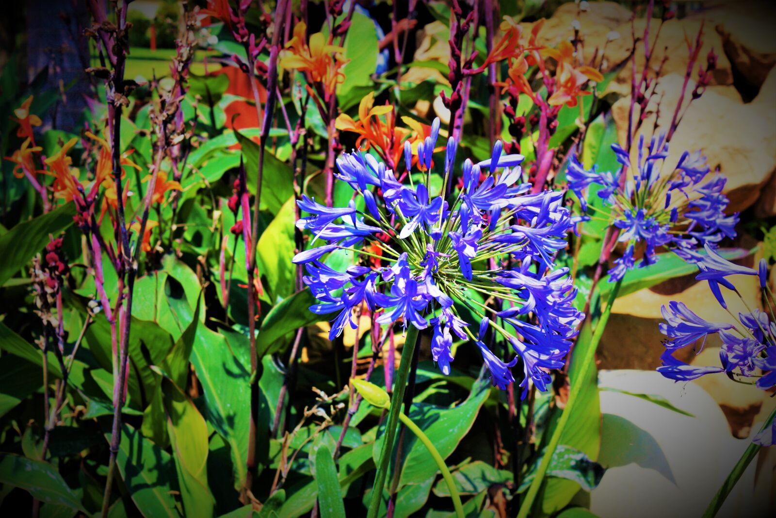 Canon EOS 100D (EOS Rebel SL1 / EOS Kiss X7) sample photo. Agapanthus, purple, flower photography