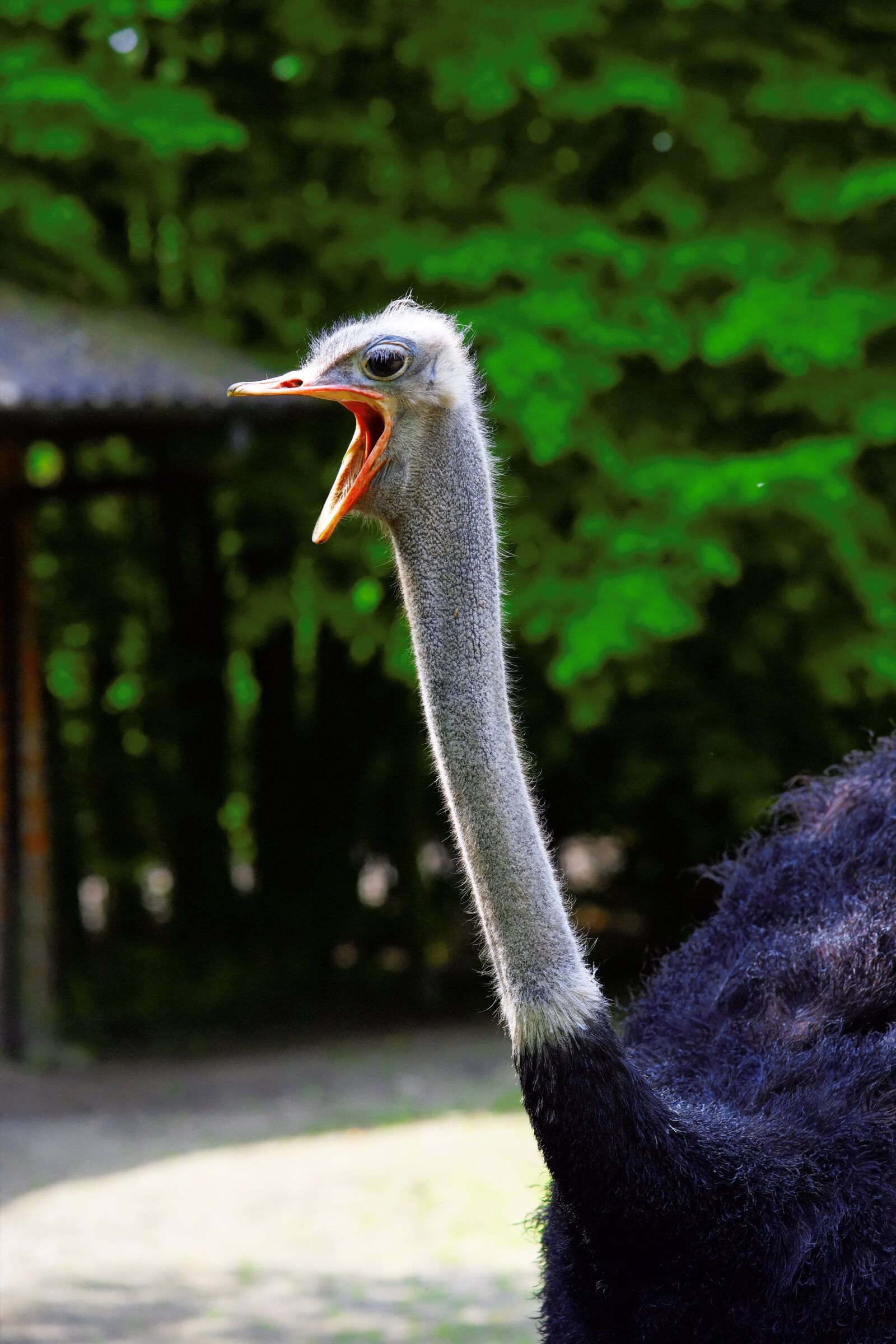 Sony a99 II sample photo. Bird, flightless bird, bouquet photography
