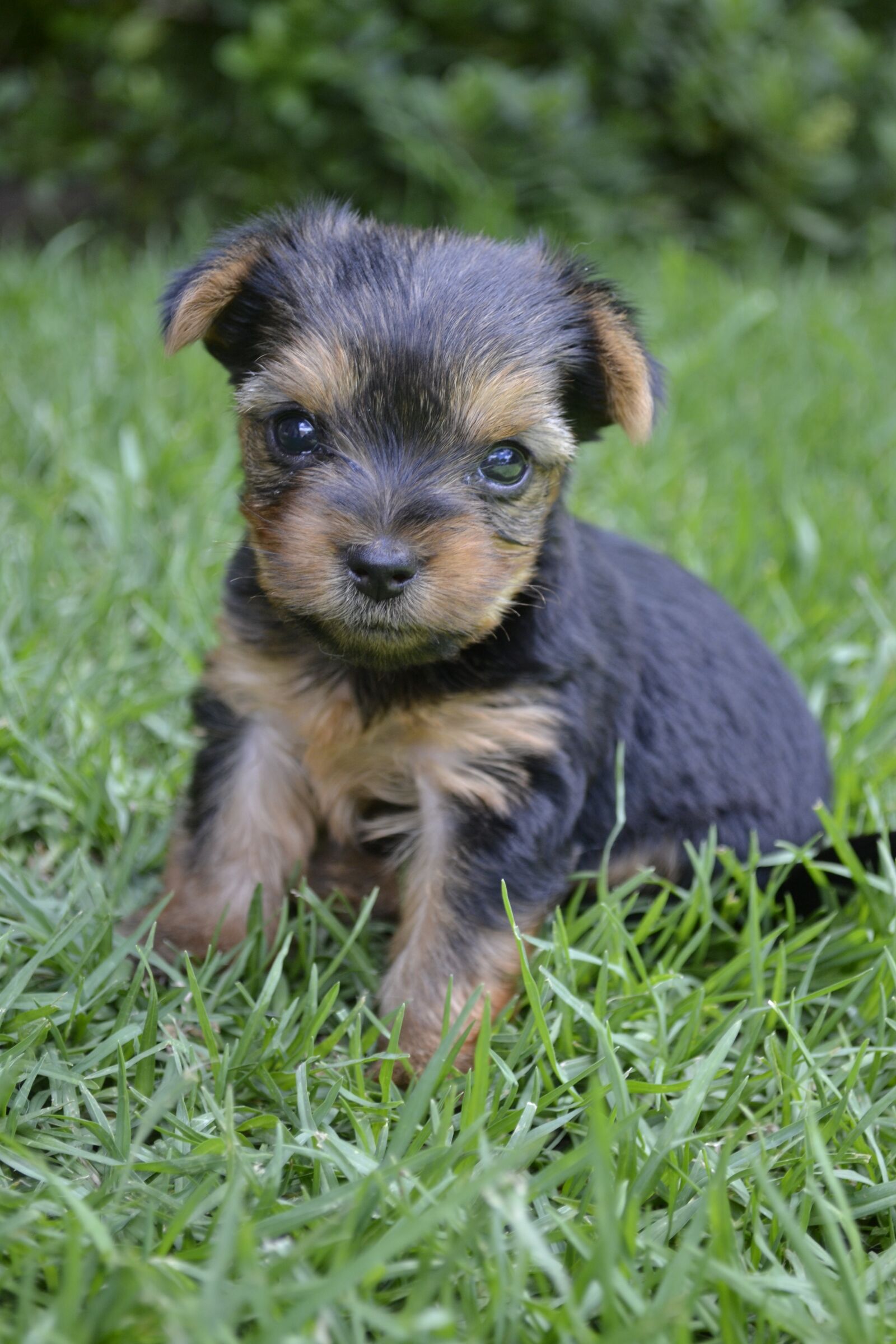 Nikon D3100 sample photo. Pets, love, loyal photography