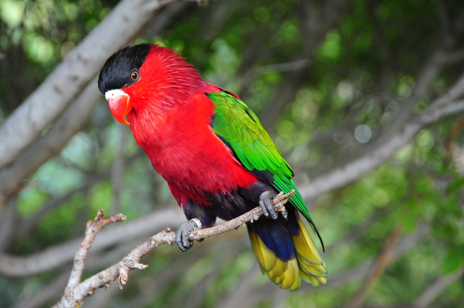 Nikon D700 sample photo. Bird, tropical, colorful photography
