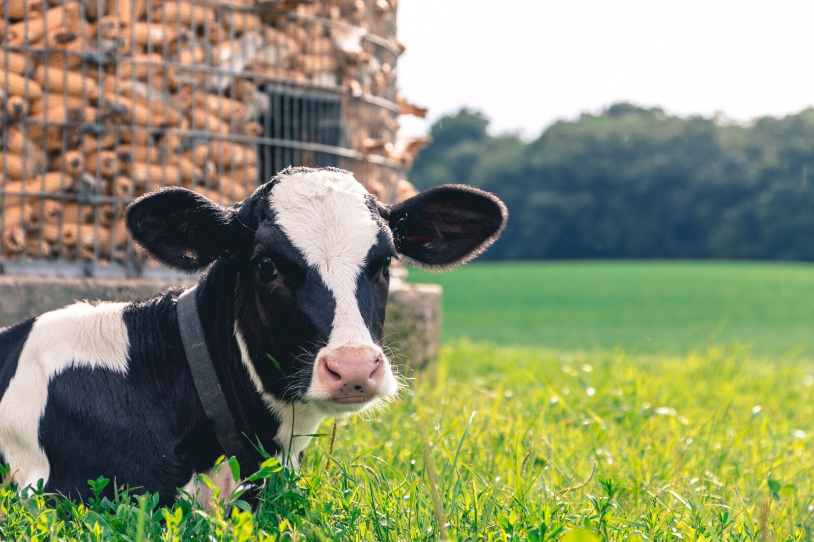 Canon EOS 70D sample photo. Cow, farm, animal photography