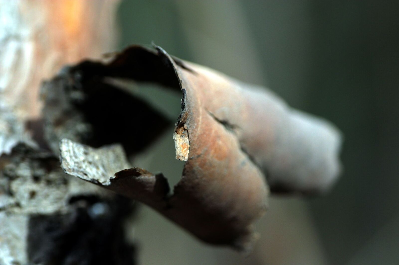 Canon EOS D60 sample photo. Work of nature, nature photography