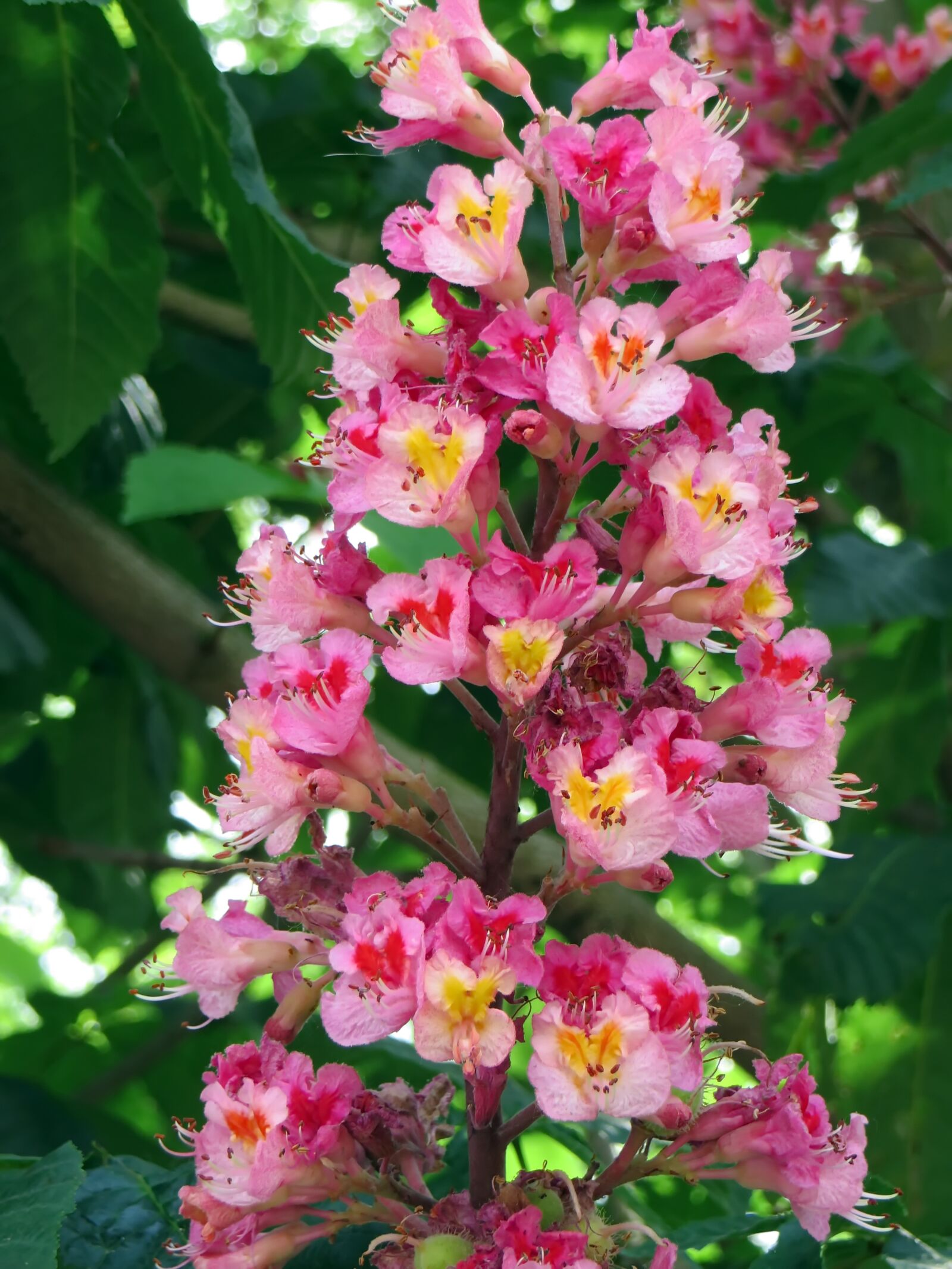 Canon PowerShot SX270 HS sample photo. Horse chestnut, pink, briot photography