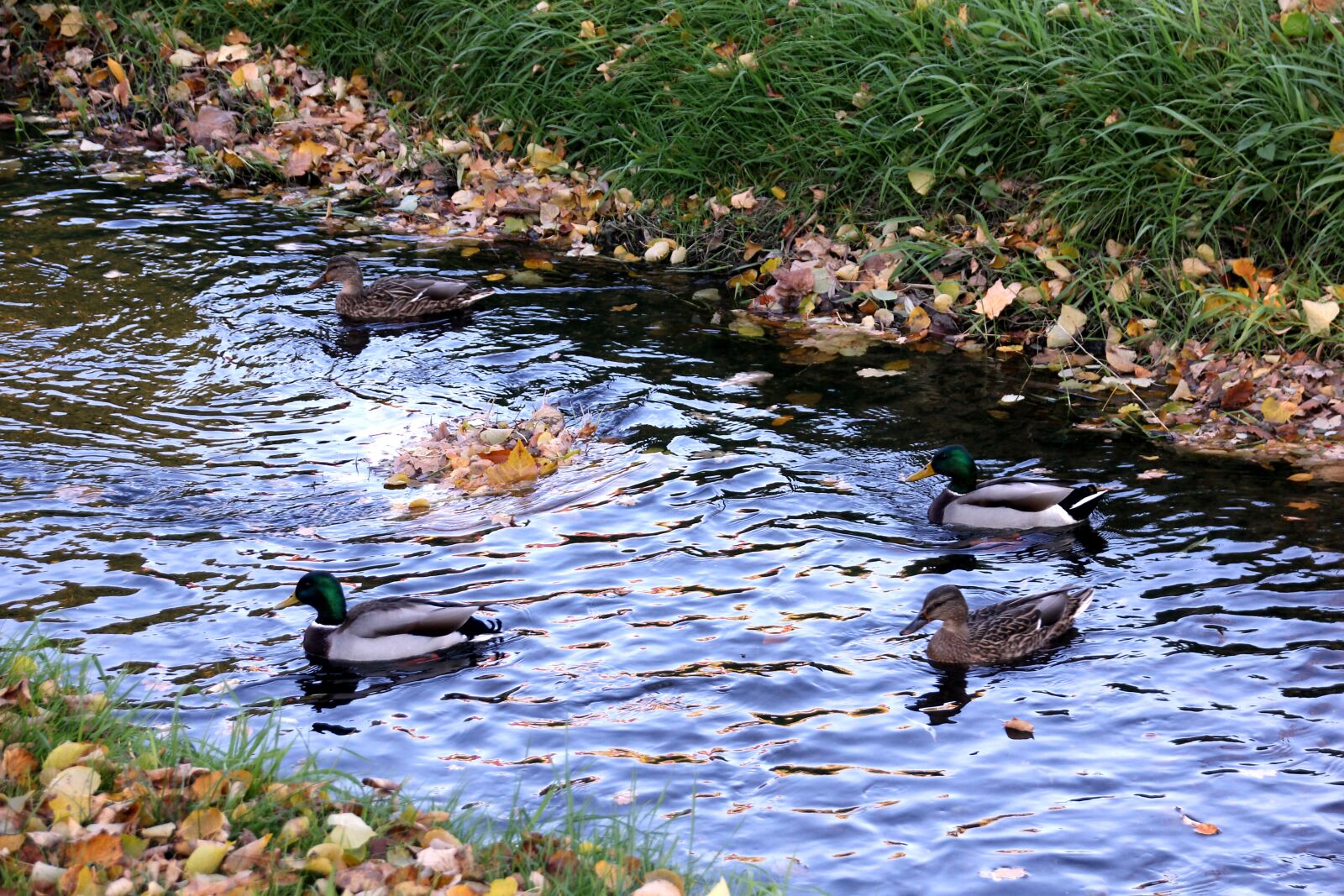 Canon EOS 60D sample photo. Ducks, duck pairs, water photography