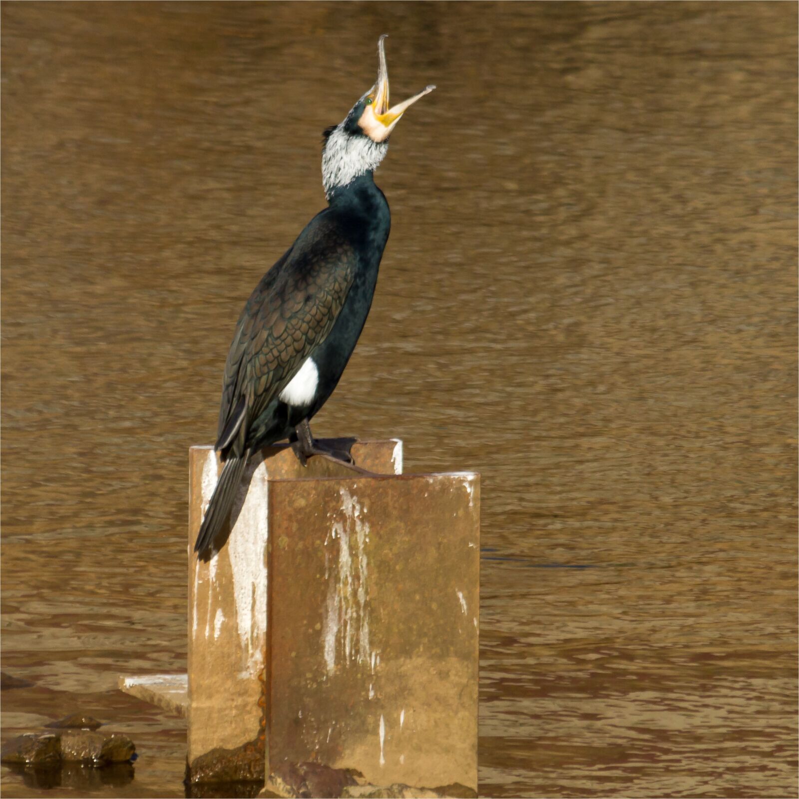 Canon EOS 7D sample photo. Nature, bird, animal photography