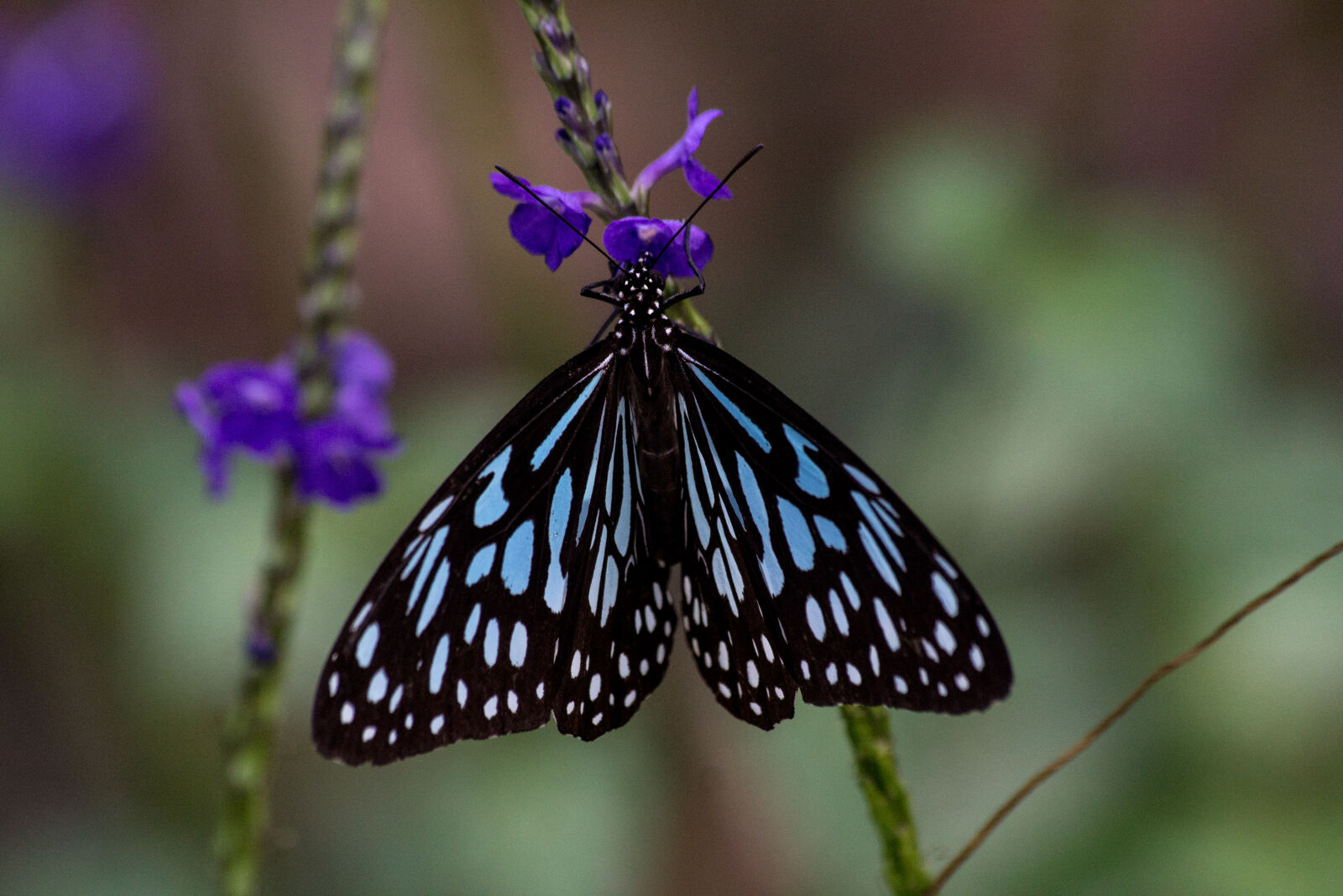 Sigma 70-300mm F4-5.6 DG OS sample photo. Blue, butter, fly, close photography