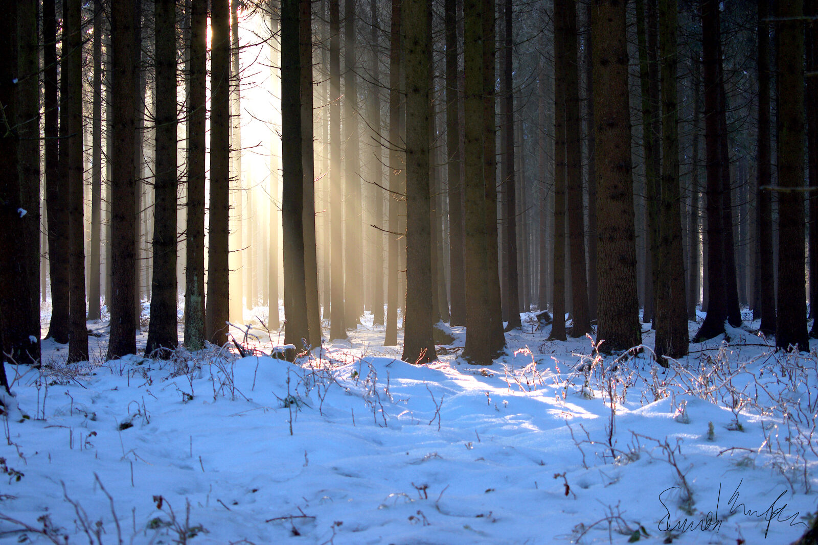 Nikon D3300 sample photo. Forrest, landscape, snow, tree photography