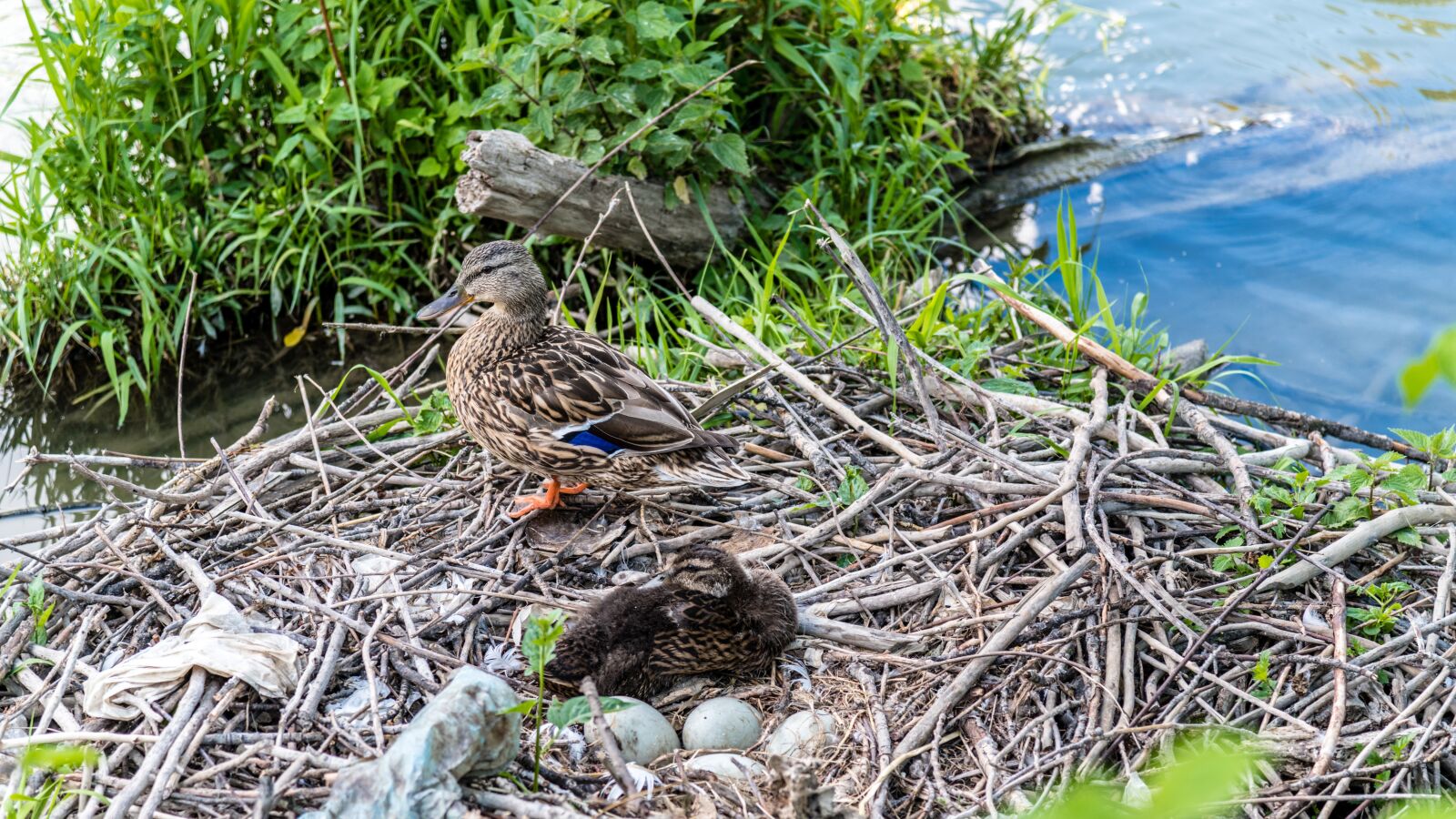 Nikon D850 sample photo. Duck, káčer, aqueous photography