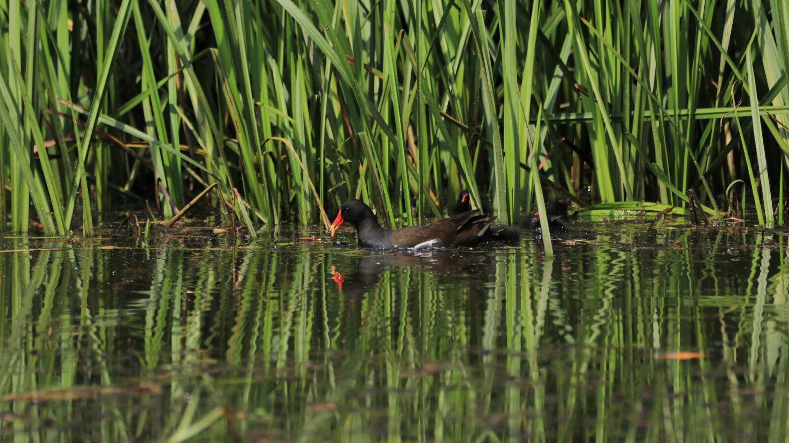 150-600mm F5-6.3 DG OS HSM | Contemporary 015 sample photo. Moorhen, reed, pond photography