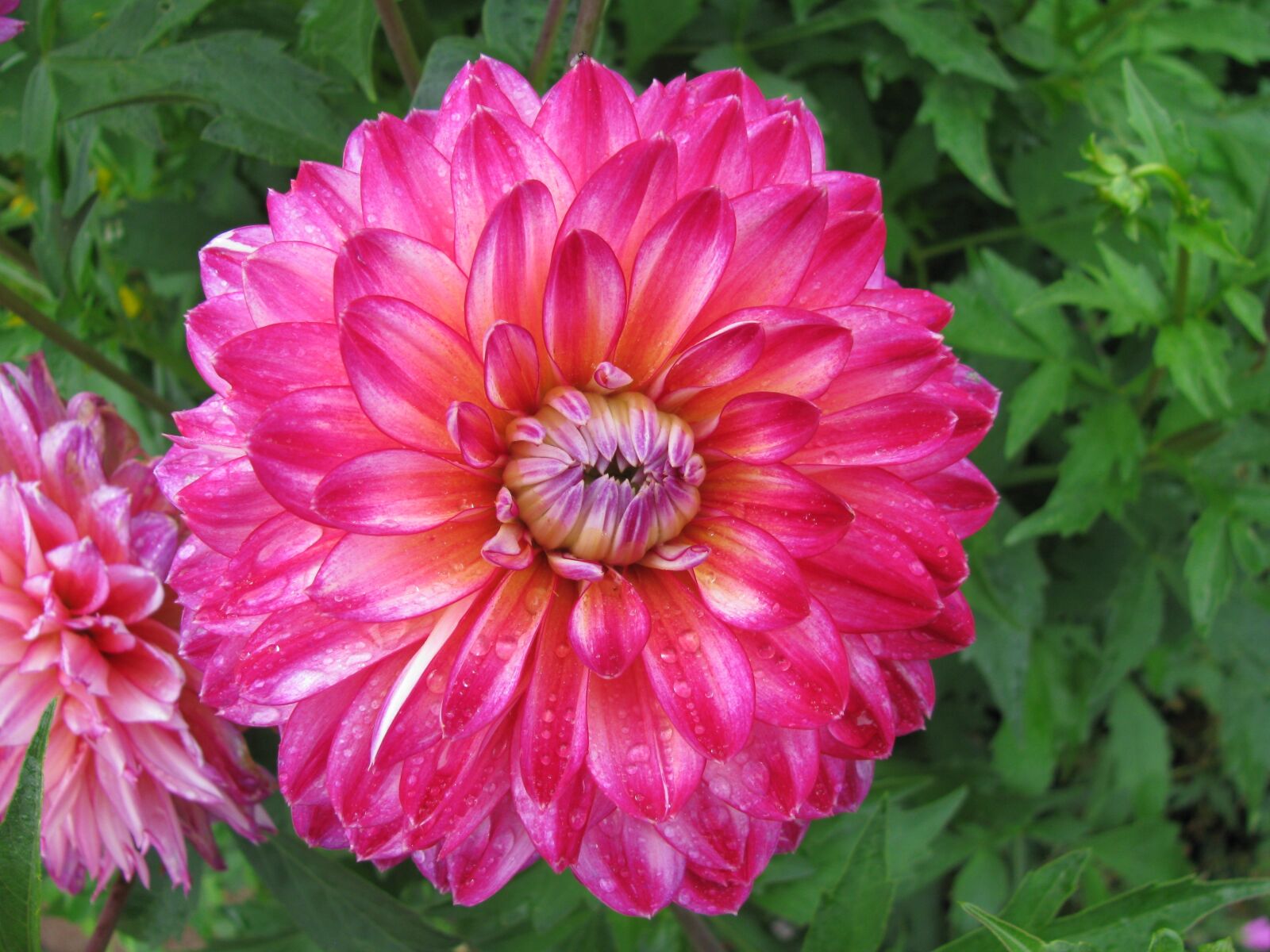 Canon PowerShot SX110 IS sample photo. Flower, garden, plant photography