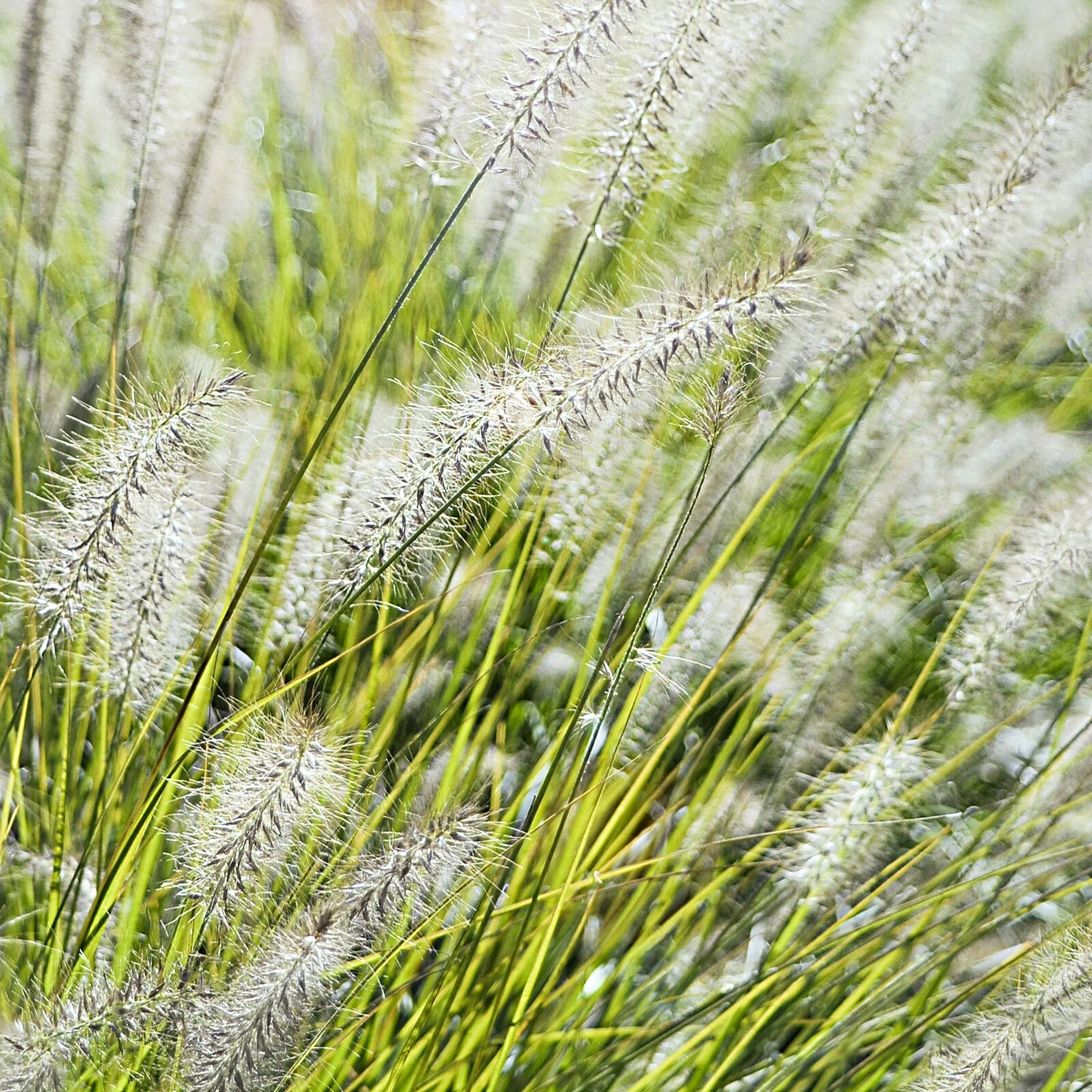 Nikon D7000 sample photo. Grass, flowers, nature photography