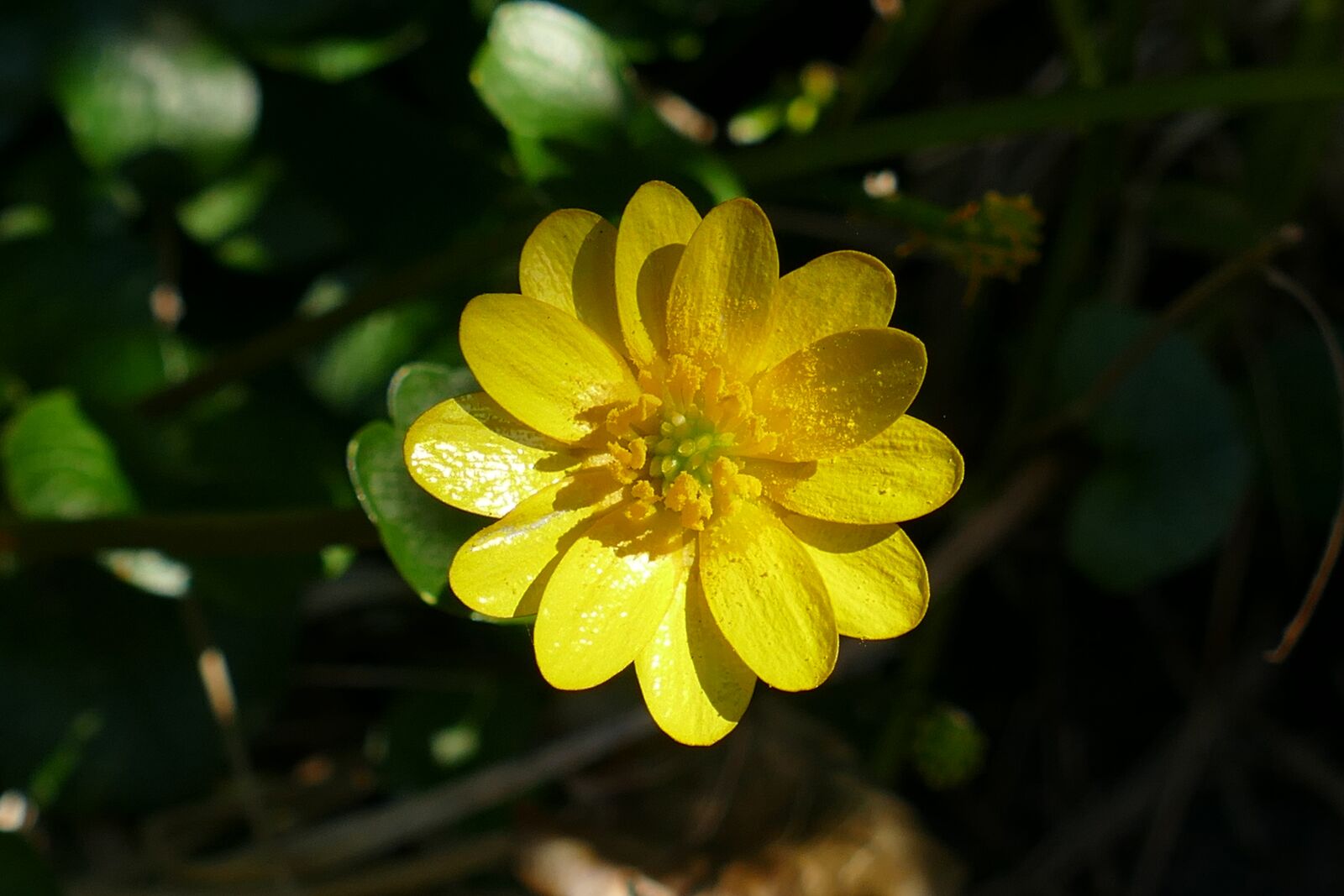 Panasonic Lumix DMC-FZ1000 sample photo. Speenkruid, ficaria verna, ranonkelfamilie photography